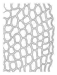 Distichophyllum microcarpum, marginal cells of mid portion of lateral leaf. Drawn from J.E. Beever 22-04, CHR 104543.
 Image: S. Malcolm © Landcare Research 2017 